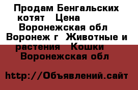 Продам Бенгальских котят › Цена ­ 7 000 - Воронежская обл., Воронеж г. Животные и растения » Кошки   . Воронежская обл.